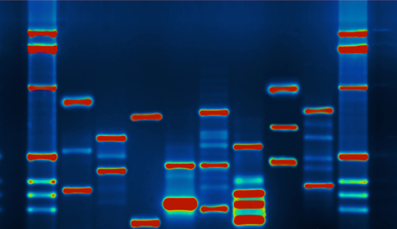 Micah Baldwins DNA